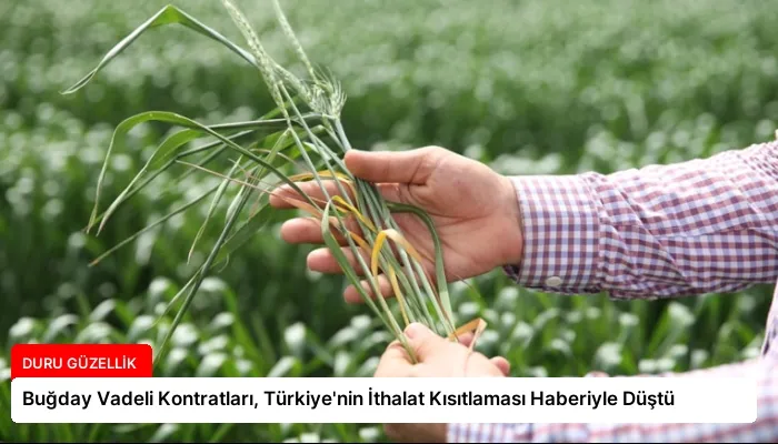 Buğday Vadeli Kontratları, Türkiye’nin İthalat Kısıtlaması Haberiyle Düştü