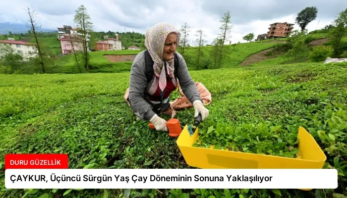 ÇAYKUR, Üçüncü Sürgün Yaş Çay Döneminin Sonuna Yaklaşılıyor