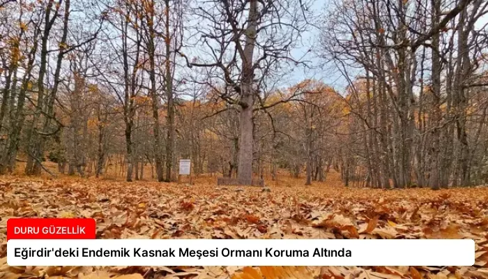 Eğirdir’deki Endemik Kasnak Meşesi Ormanı Koruma Altında