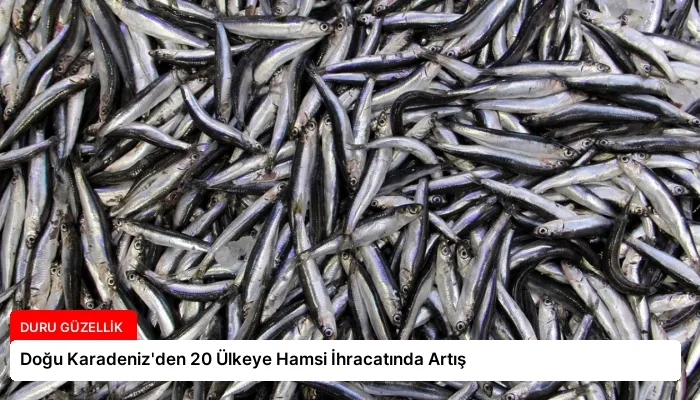 Doğu Karadeniz’den 20 Ülkeye Hamsi İhracatında Artış