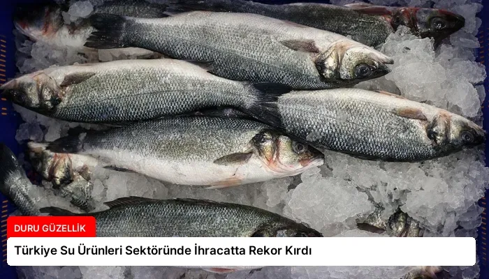 Türkiye Su Ürünleri Sektöründe İhracatta Rekor Kırdı