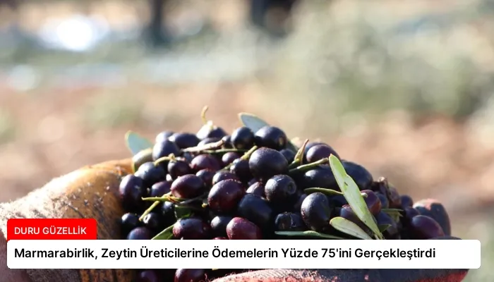 Marmarabirlik, Zeytin Üreticilerine Ödemelerin Yüzde 75’ini Gerçekleştirdi