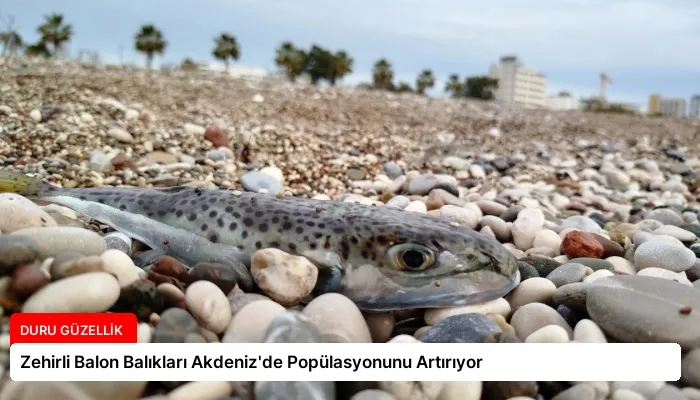 Zehirli Balon Balıkları Akdeniz’de Popülasyonunu Artırıyor