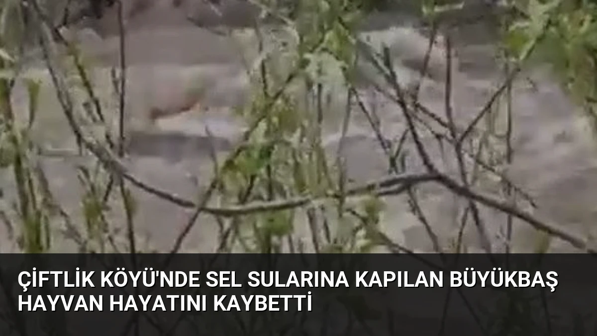 Çiftlik Köyü’nde Sel Sularına Kapılan Büyükbaş Hayvan Hayatını Kaybetti