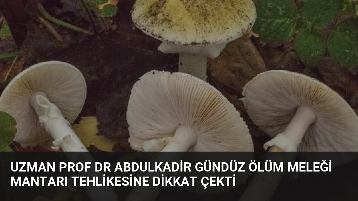 Uzman Prof Dr Abdulkadir Gündüz Ölüm Meleği Mantarı Tehlikesine Dikkat Çekti
