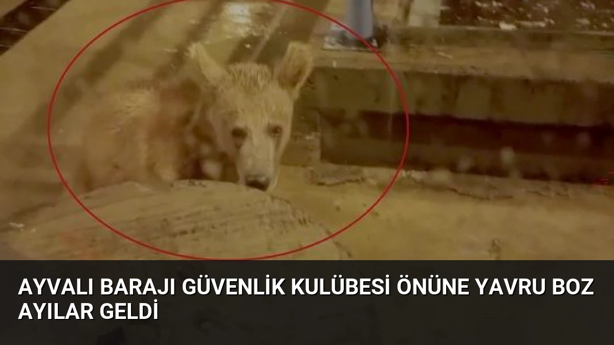 Ayvalı Barajı Güvenlik Kulübesi Önüne Yavru Boz Ayılar Geldi