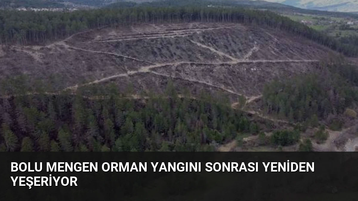 Bolu Mengen Orman Yangını Sonrası Yeniden Yeşeriyor