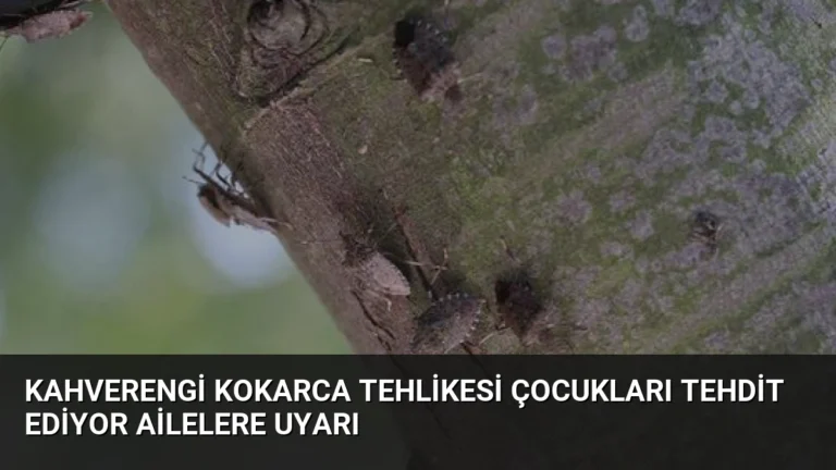Kahverengi Kokarca Tehlikesi Çocukları Tehdit Ediyor Ailelere Uyarı