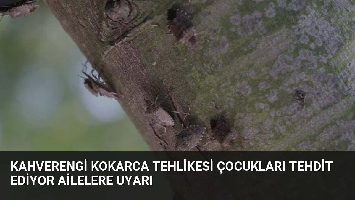 Kahverengi Kokarca Tehlikesi Çocukları Tehdit Ediyor Ailelere Uyarı
