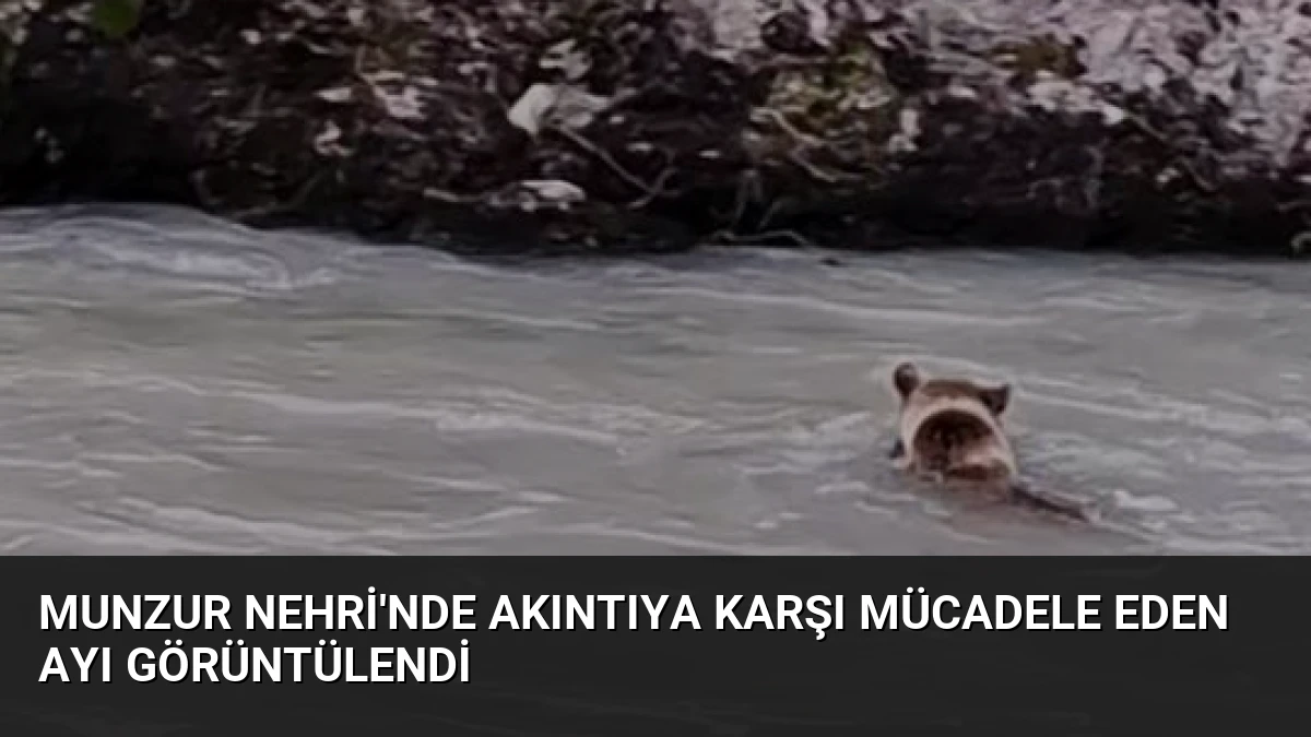 Munzur Nehri’nde Akıntıya Karşı Mücadele Eden Ayı Görüntülendi