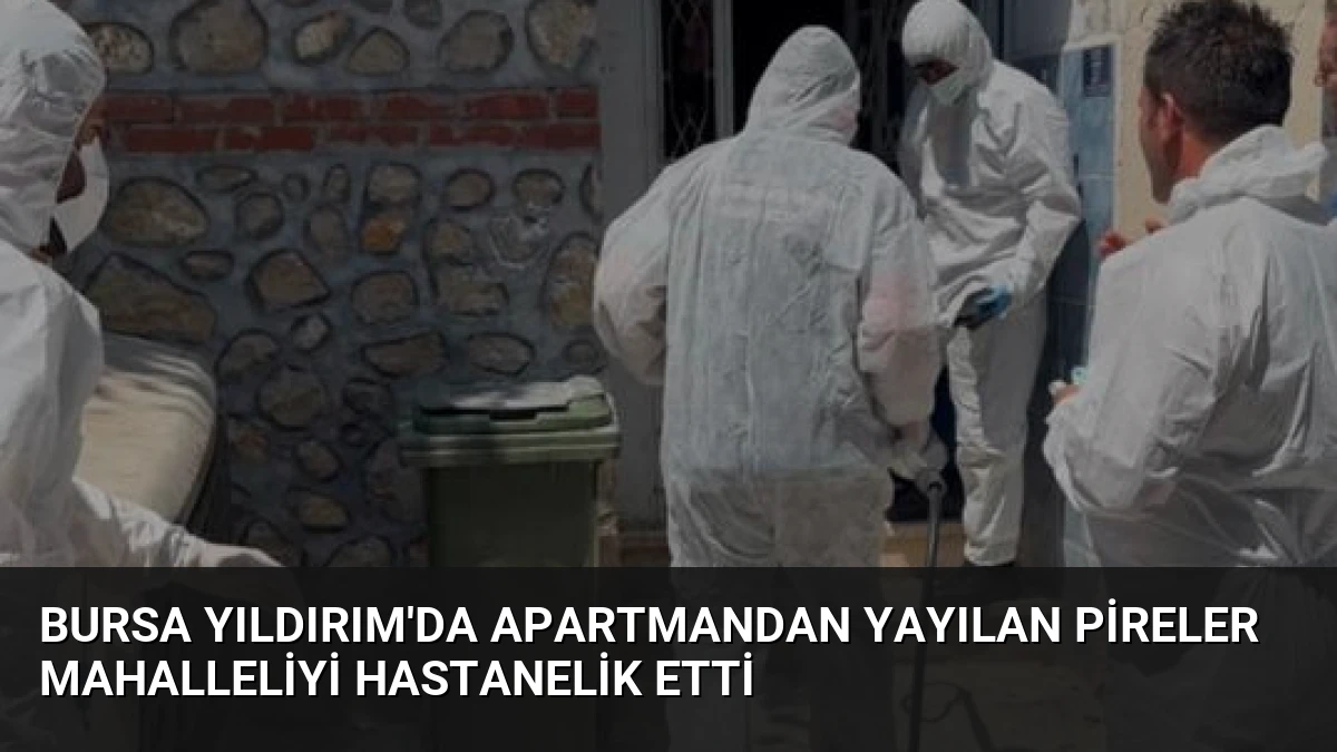 Bursa Yıldırım’da Apartmandan Yayılan Pireler Mahalleliyi Hastanelik Etti
