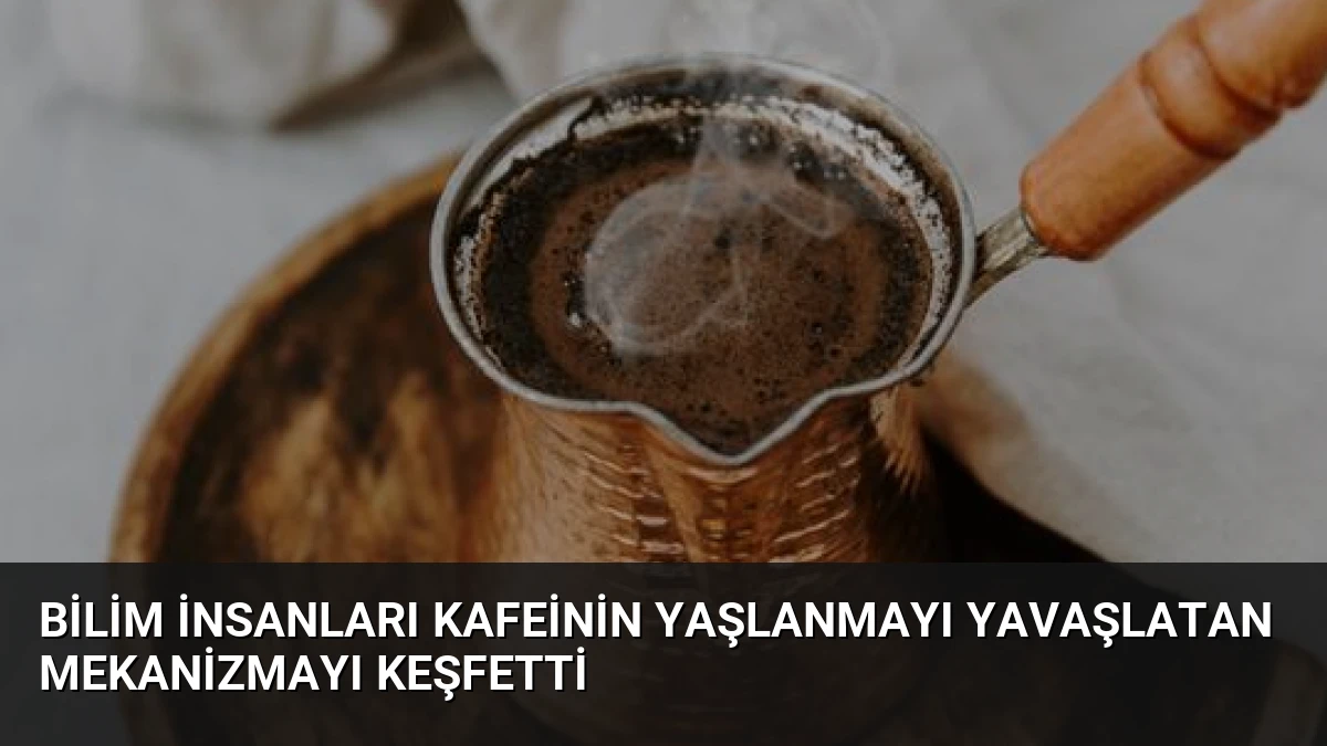 Bilim İnsanları Kafeinin Yaşlanmayı Yavaşlatan Mekanizmayı Keşfetti
