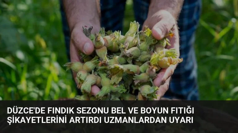 Düzce’de Fındık Sezonu Bel ve Boyun Fıtığı Şikayetlerini Artırdı Uzmanlardan Uyarı