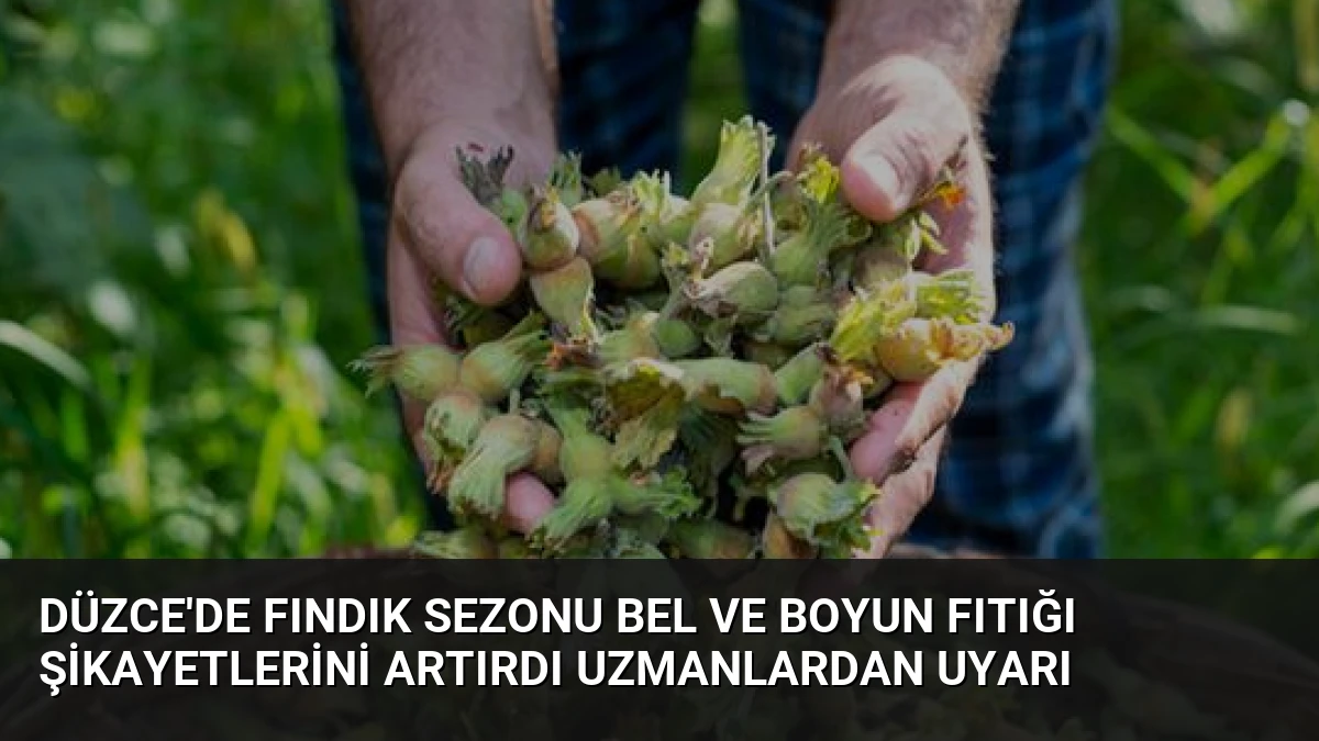 Düzce’de Fındık Sezonu Bel ve Boyun Fıtığı Şikayetlerini Artırdı Uzmanlardan Uyarı