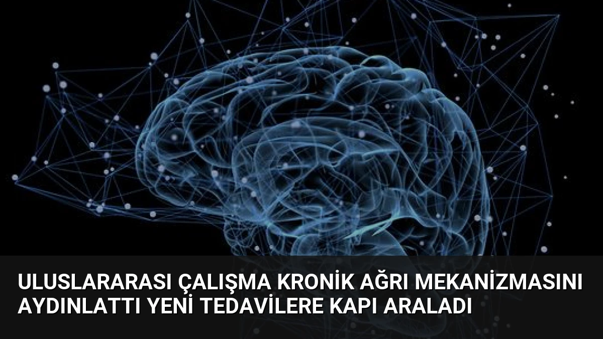 Uluslararası Çalışma Kronik Ağrı Mekanizmasını Aydınlattı Yeni Tedavilere Kapı Araladı