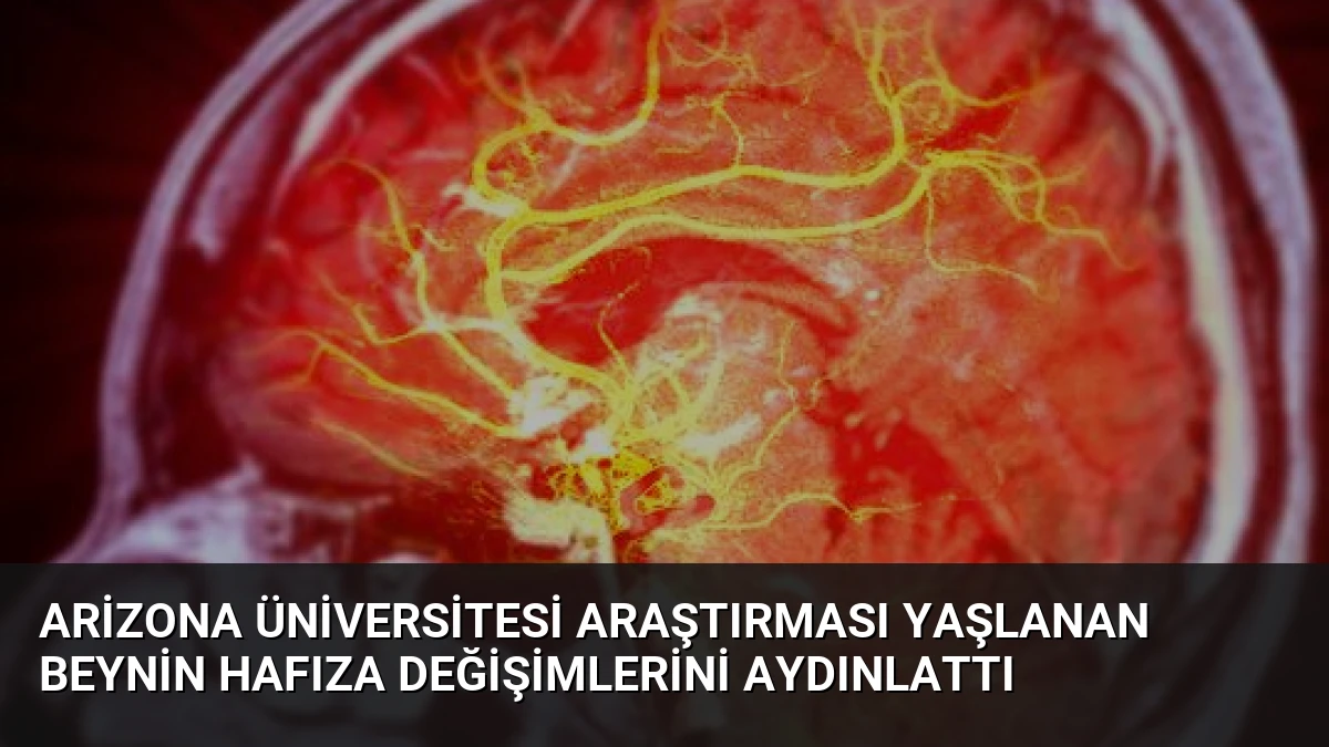 Arizona Üniversitesi Araştırması Yaşlanan Beynin Hafıza Değişimlerini Aydınlattı